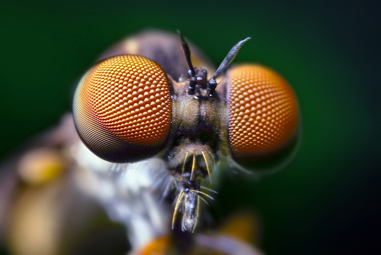 Compound Eye